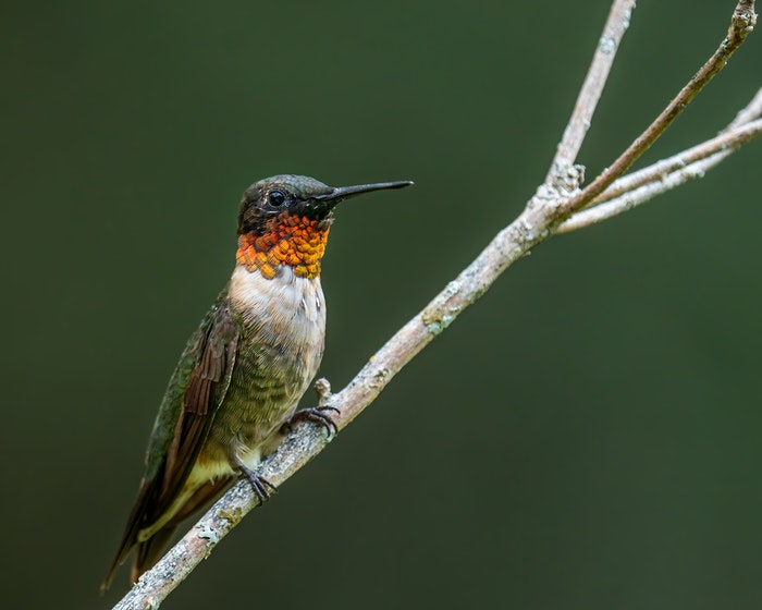 The Ultimate Guide to Ruby-Throated Hummingbirds