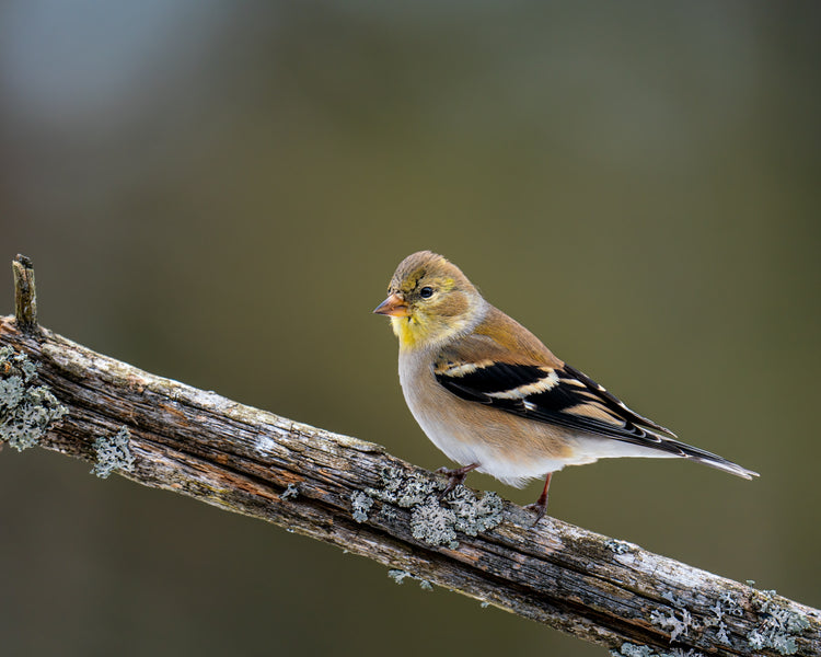 The Ultimate Guide to the American Goldfinch