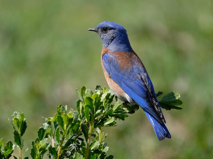 The Ultimate Guide to Bluebirds