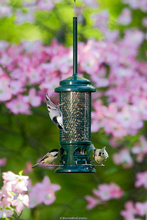 Load image into Gallery viewer, Squirrel Buster Standard Squirrel-proof Bird Feeder  - outdoors
