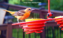 Load image into Gallery viewer, Oriole Bird Feeder 4 Cell for Various Birds Using Oranges, Jelly and Seed Year-round, Handmade in America with Powder Coated Hi-Tensile Steel
