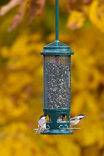 Load image into Gallery viewer, Squirrel Buster Legacy Squirrel-proof Bird Feeder w/4 Metal Perches, 2.6-pound Seed Capacity
