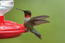 Load image into Gallery viewer, First Nature 3054 Red Hummingbird Nectar, 32-ounce Concentrate
