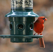 Load image into Gallery viewer, Squirrel Buster Plus Squirrel-proof Bird Feeder - Backyard
