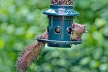Load image into Gallery viewer, Squirrel Buster Plus Squirrel-proof Bird Feeder - Squirrel
