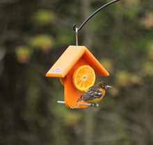 Load image into Gallery viewer, Kettle Moraine Recycled Single Oriole Orange Fruit Feeder
