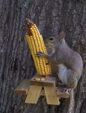Load image into Gallery viewer, Picnic Table Squirrel Feeder
