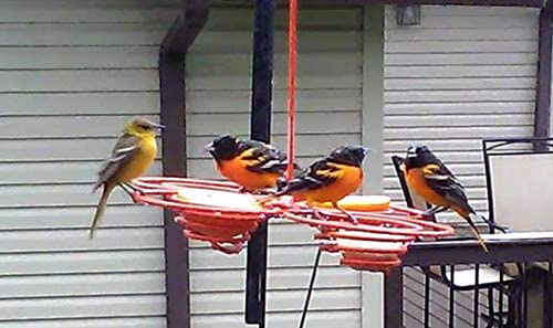 Oriole Bird Feeder 4 Cell for Various Birds Using Oranges, Jelly and Seed Year-round, Handmade in America with Powder Coated Hi-Tensile Steel