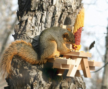 Load image into Gallery viewer, Woodlink SQF7 Picnic Table Ear of Corn Squirrel Feeder (Discontinued by Manufacturer)
