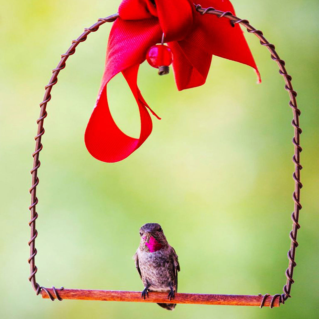 Best Copper Hummingbirds Swing